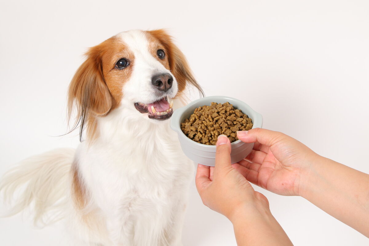 ドライフードを食べる中型犬コーイケルホンディエ