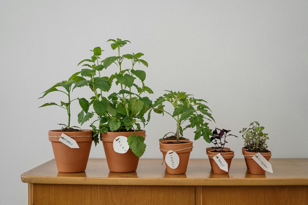 植物図鑑アプリを使うシーン