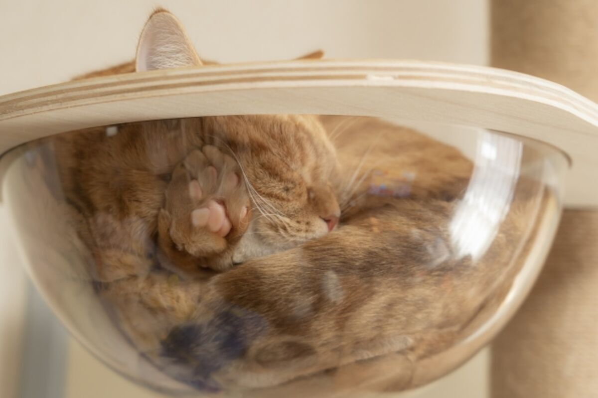 宇宙船付きだと愛猫の肉球が見える