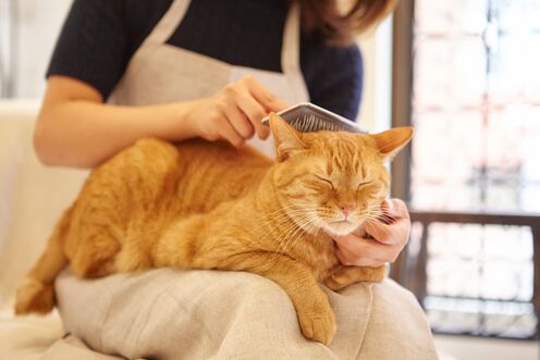 猫カフェ