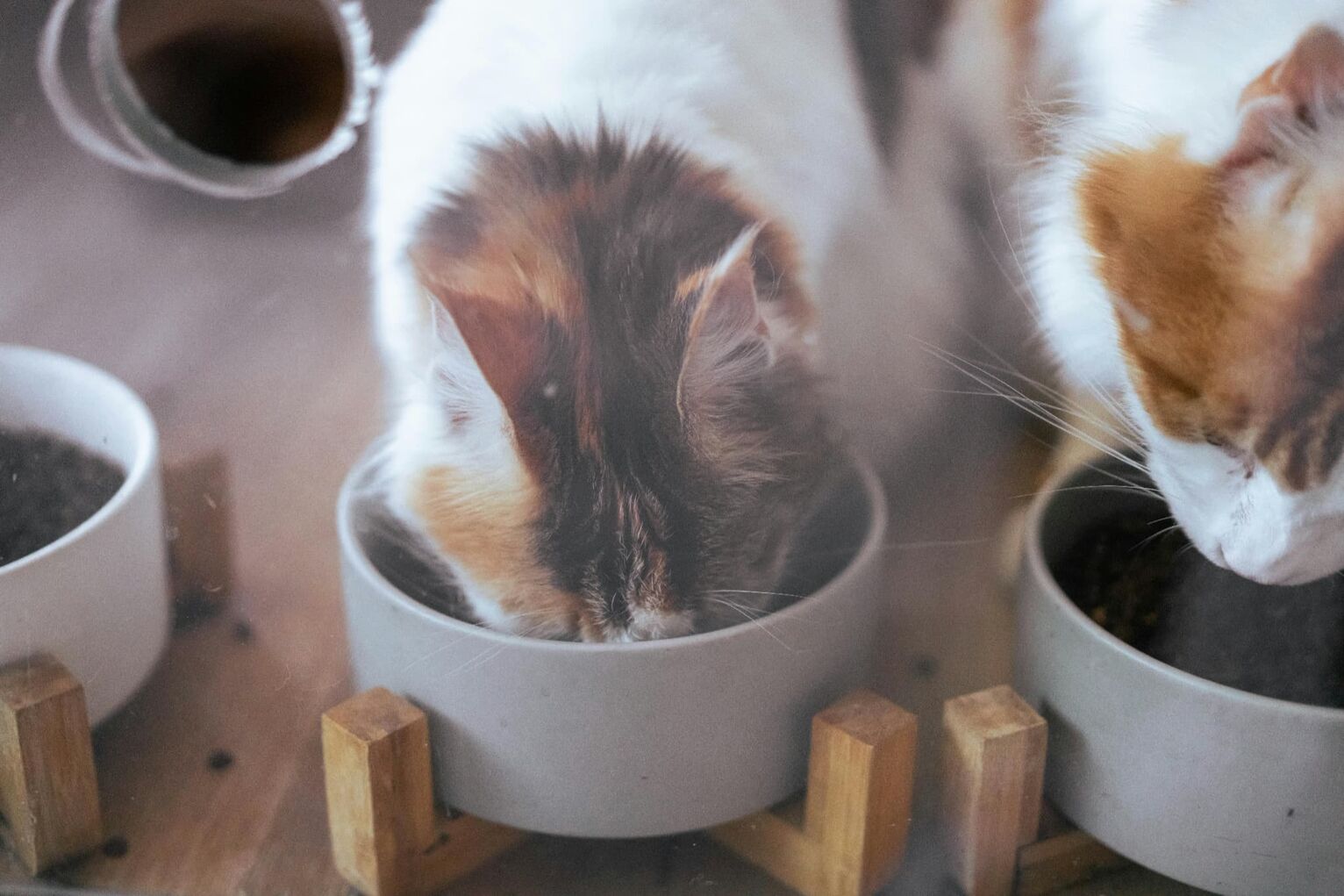 ウェットキャットフード 