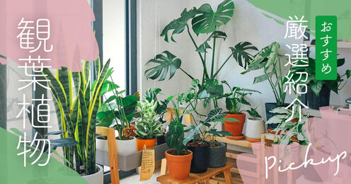 観葉植物のおすすめ記事メイン画像