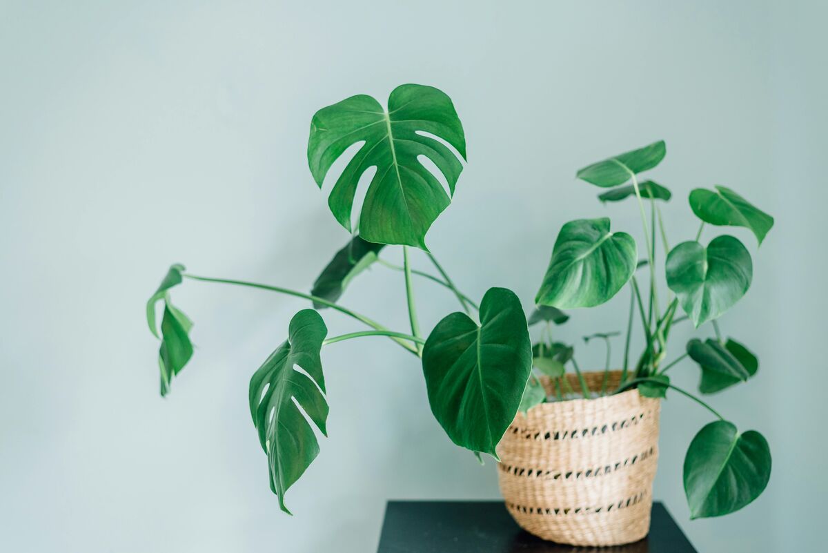育てやすい観葉植物