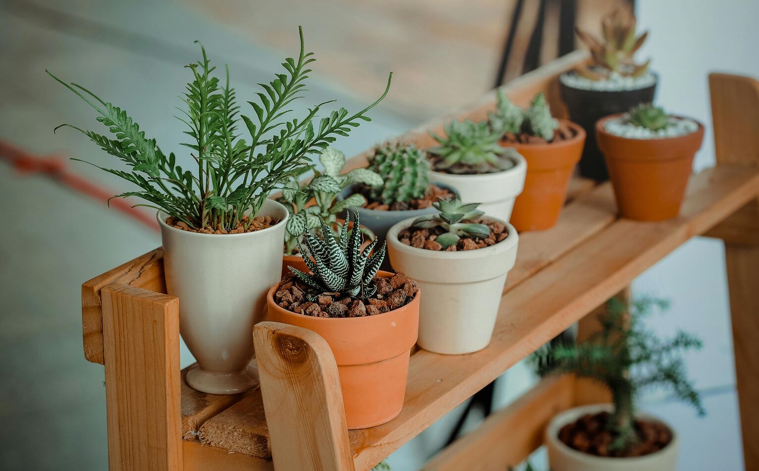 植物図鑑アプリのおすすめ
