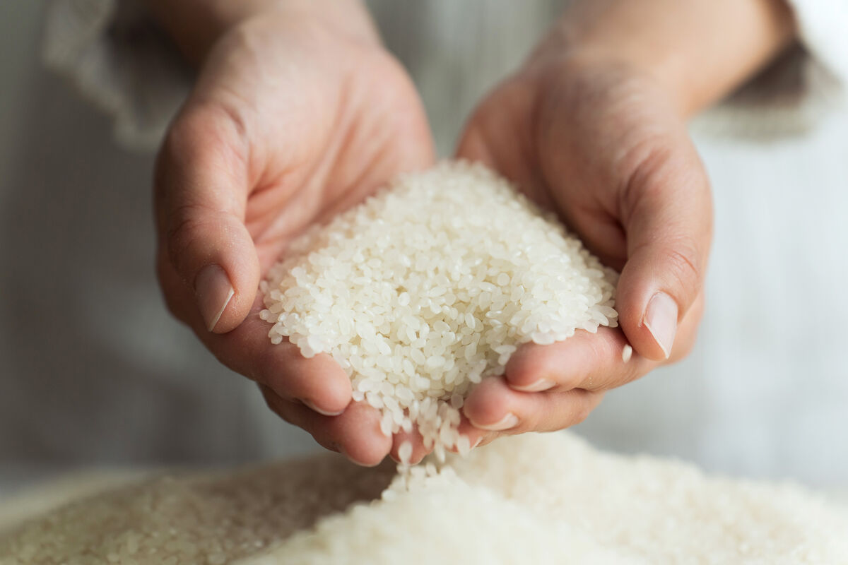 無洗米と普通米