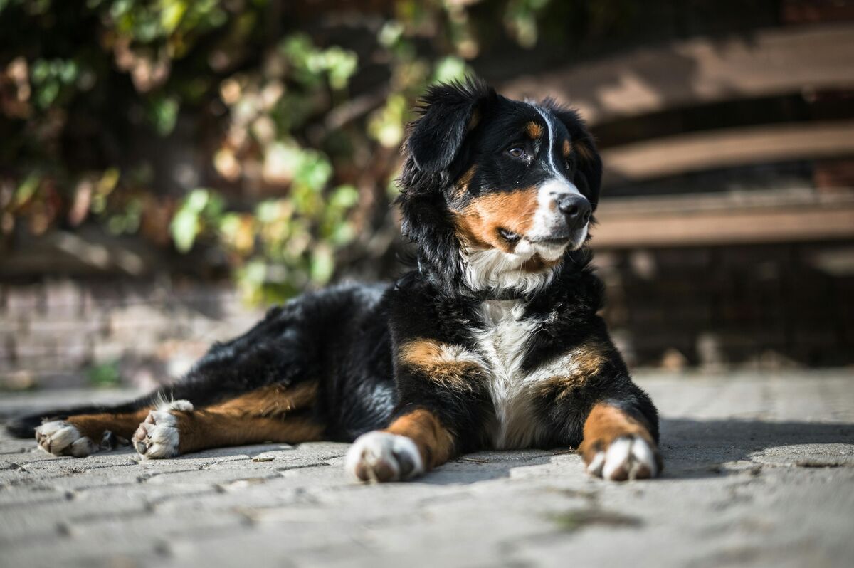 大型犬