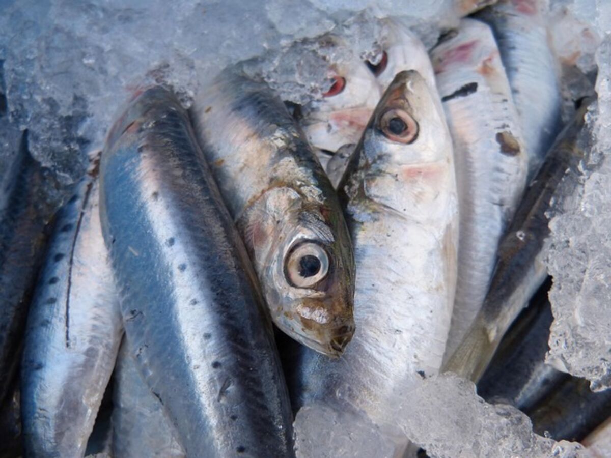 生魚