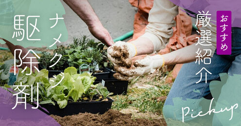 ナメクジ駆除剤記事メイン画像