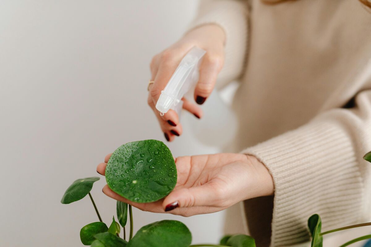 観葉植物を育てるポイント