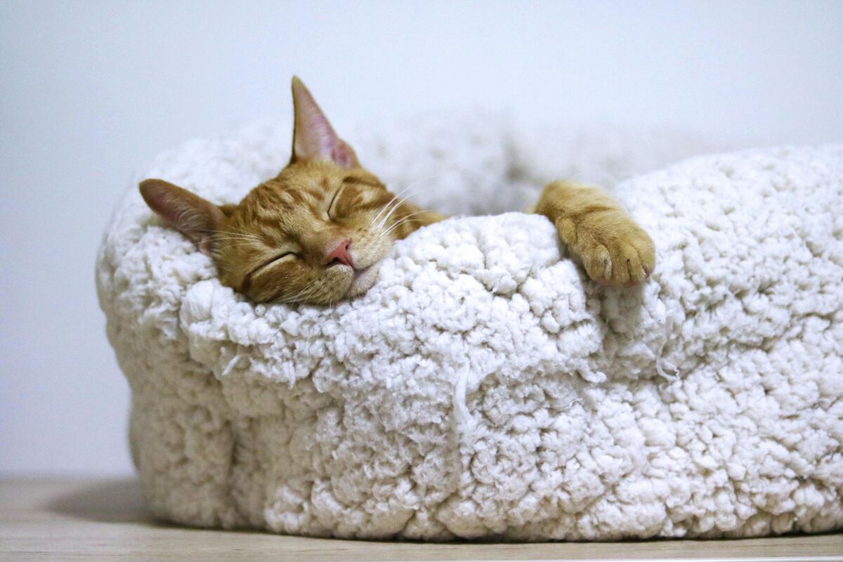 寝る猫