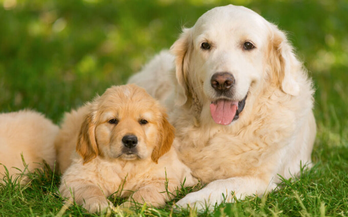 芝生の上で子犬と成犬が寄り添っている画像