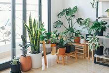 観葉植物のおすすめ