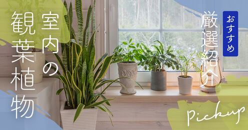 室内の観葉植物記事メイン画像