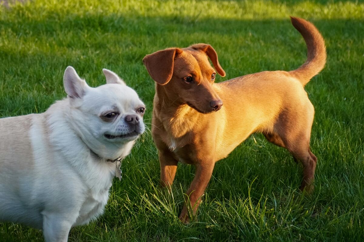 小型犬